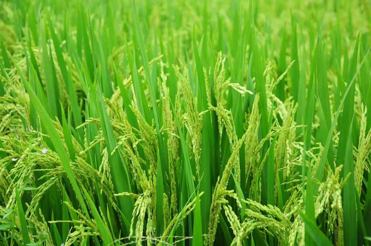 rice flour