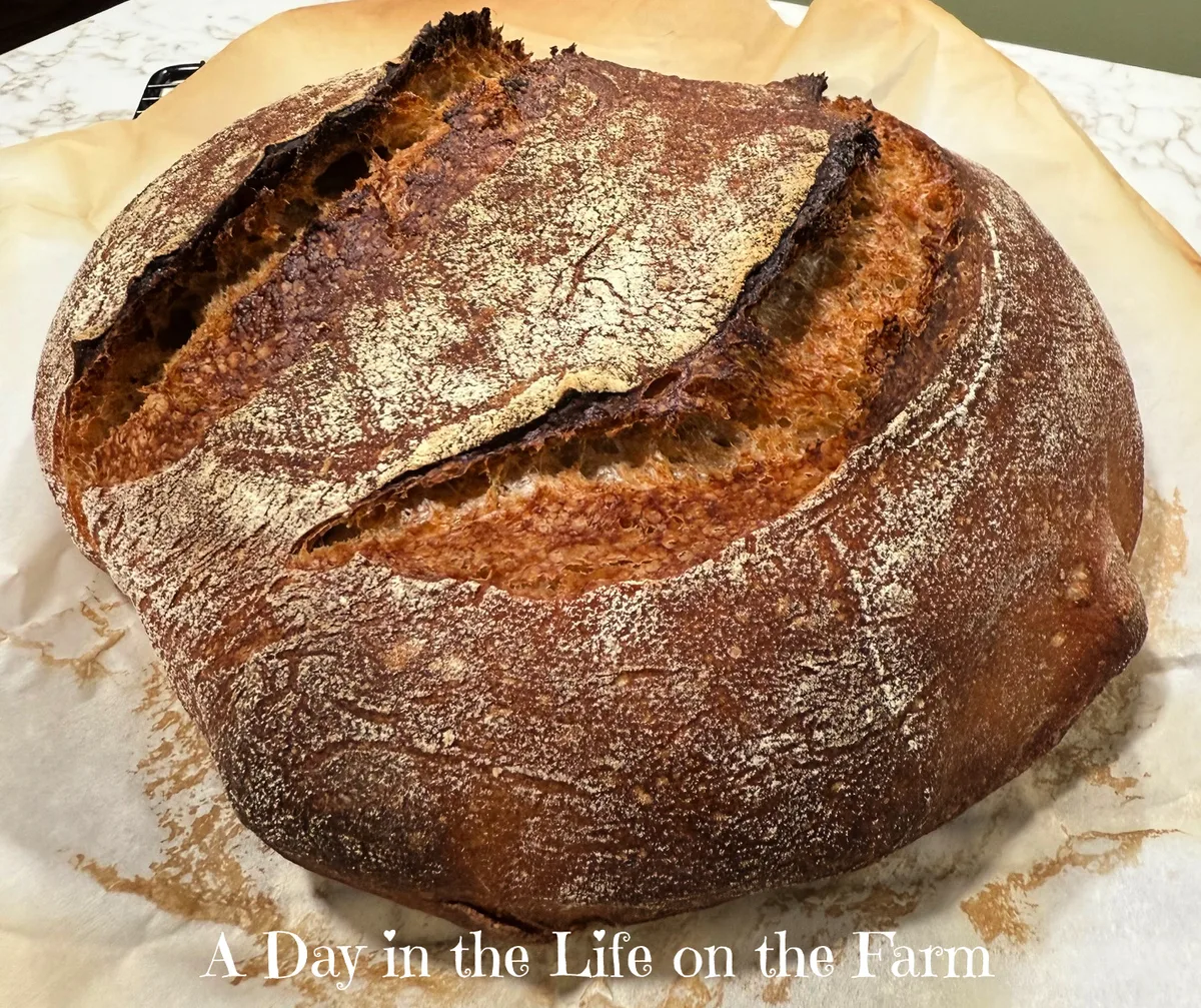 turning out rye dough from banneton
